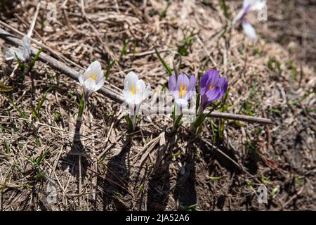 Crocus sauvage dans les montagnes Banque D'Images