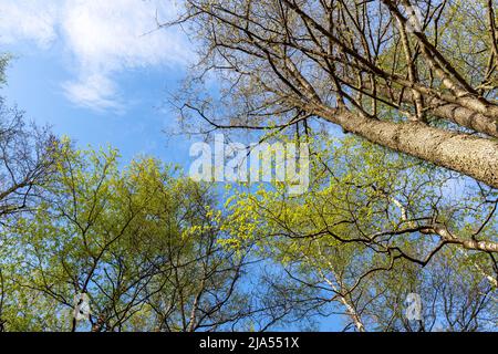 vue de dessous du tronc de l'arbre et du ciel bleu clair. nature. Banque D'Images