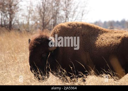 Bison américaine dans l'herbe haute Banque D'Images