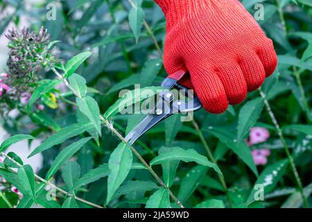 le jardinier en gants rouges fait élaguer avec des sécateurs fleurs de phlox décolorées Banque D'Images