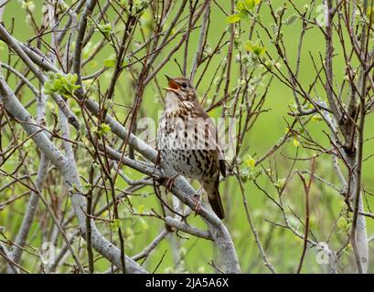 Song Grush, Turdus philomelos chantant dans un arbre, nord-ouest de l'Écosse. Banque D'Images