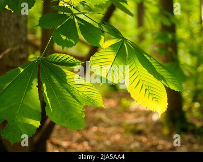 Tôt le matin, le soleil du printemps illumine les feuilles d'un châtaignier de cheval. Aesculus hippocastanum, le châtaigne de cheval, est une espèce de fleurs Banque D'Images