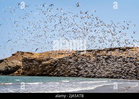 Une encorge d'oiseaux de mer dans la réserve nationale de Paracas, région de l'ICA, Pérou. Banque D'Images