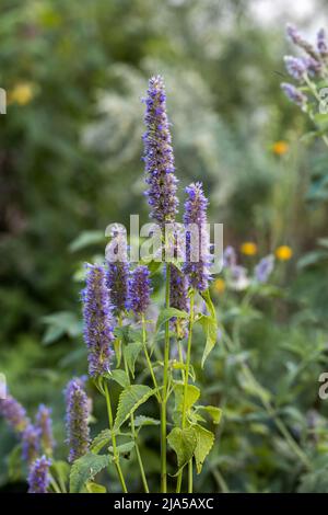 L'Agastache rugosa est une plante médicinale et ornementale. Ils sont communément appelés monnaie coréenne. Herbes dans le jardin. Banque D'Images