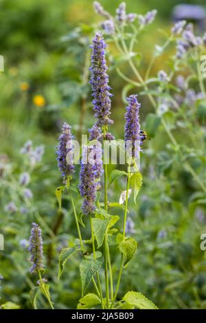 L'Agastache rugosa est une plante médicinale et ornementale. Ils sont communément appelés monnaie coréenne. Herbes dans le jardin. Banque D'Images