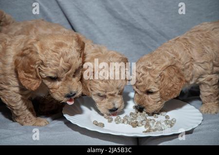 Poochon (mélange Poodle & Bichon), âgé de cinq semaines, chiots mangeant dans une assiette Banque D'Images