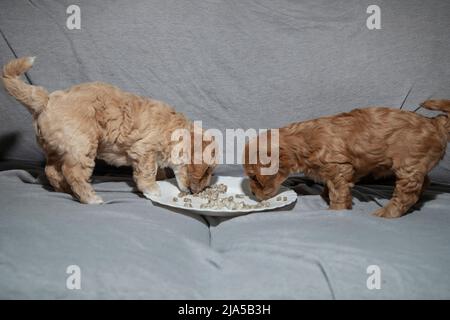 Poochon (mélange Poodle & Bichon), âgé de cinq semaines, chiots mangeant dans une assiette Banque D'Images