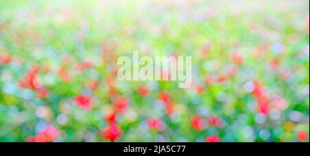 Bokeh rouge, vert et bleu. Herbe aux fleurs colorées, arrière-plan abstrait de la nature Banque D'Images