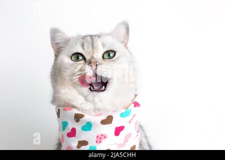 Un joli chat blanc, lèche son museau avec sa langue, est assis sur un fond blanc avec un bavoir dans les coeurs. Banque D'Images