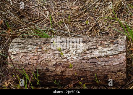 Morceau de bois en bois avec forêt sur fond. Vieux bois, rondins d'arbre, tronc avec mousse et herbe. Attention sélective, personne. Banque D'Images