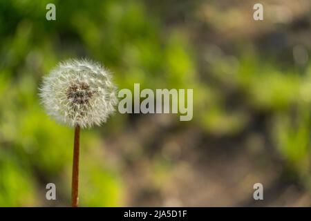 Bouton fermé d'un pissenlit sur fond vert. Pissenlit fleurs blanches dans l'herbe verte. Placer dans l'espace de copie Banque D'Images