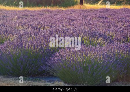 Purple Lavender Field pendant l'heure d'or à Sequim, WA Banque D'Images