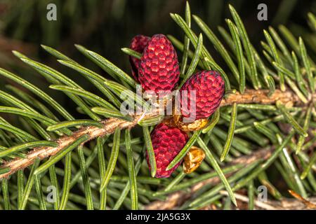 Jeunes Cones de Norvège épinette de Rubra spicata (Picea abies) Banque D'Images