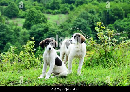 Une paire de chiots drôles dans les montagnes abkhazes Banque D'Images