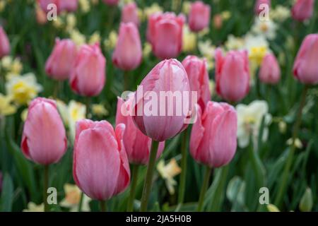 beaucoup de beaux tulipes roses et jonquilles dans la prairie au printemps Banque D'Images
