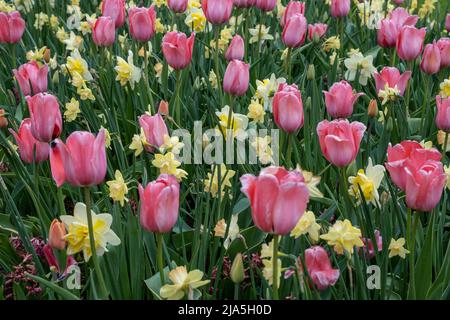 jonquilles jaunes, tulipes roses et jacinthes dans un pré printanier. Banque D'Images