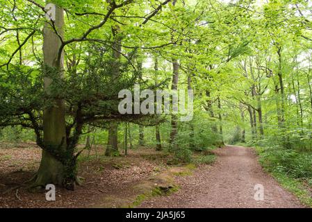 Un arbre à coudre courbé autour d'un hêtre à Blean Woods RSPB, Kent, Royaume-Uni Banque D'Images