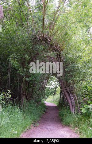 Le sentier Willow Walkway sur le sentier Art Trail à West Blean Woods, Kent, Royaume-Uni Banque D'Images