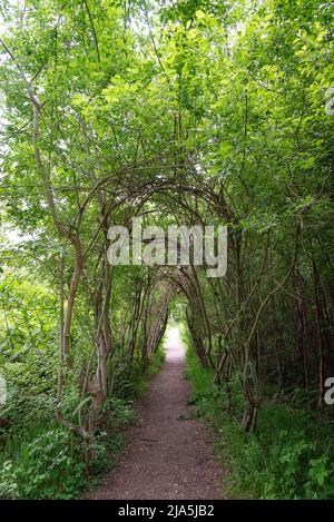 Le sentier Willow Walkway sur le sentier Art Trail à West Blean Woods, Kent, Royaume-Uni Banque D'Images