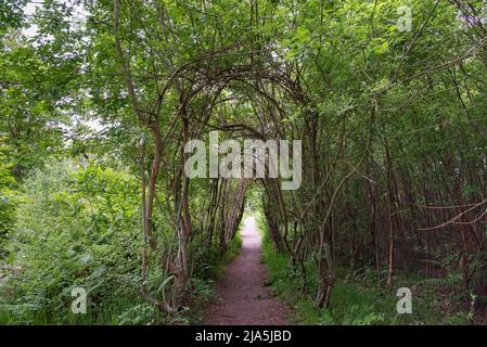 Le sentier Willow Walkway sur le sentier Art Trail à West Blean Woods, Kent, Royaume-Uni Banque D'Images