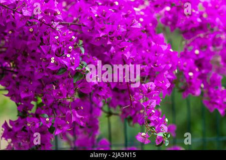 Fleurs de bougainvilliers violets, fleurs de lierre Banque D'Images