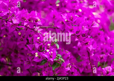 Fleurs de bougainvilliers violets, fleurs de lierre Banque D'Images