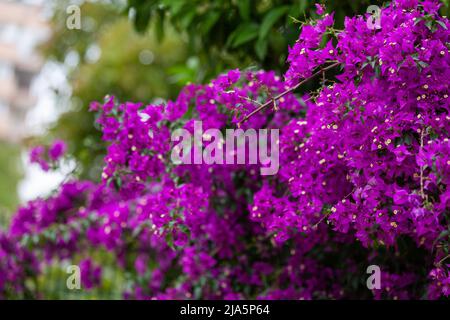 Fleurs de bougainvilliers violets, fleurs de lierre Banque D'Images