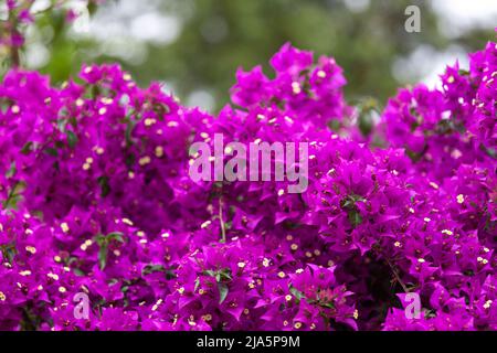 Fleurs de bougainvilliers violets, fleurs de lierre Banque D'Images