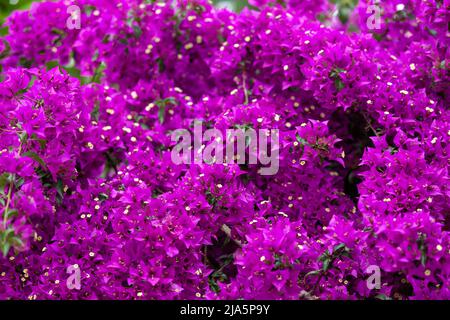 Fleurs de bougainvilliers violets, fleurs de lierre Banque D'Images