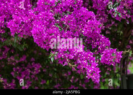 Fleurs de bougainvilliers violets, fleurs de lierre Banque D'Images