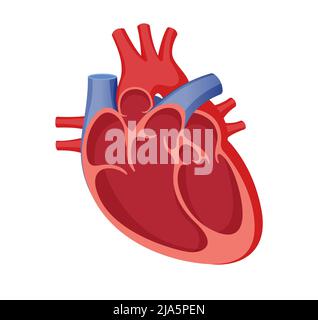 Coupe transversale du cœur humain - Illustration en stock comme fichier EPS 10 Illustration de Vecteur