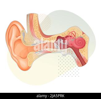 Anatomie de l'oreille humaine - Illustration de stock comme fichier EPS 10 Illustration de Vecteur