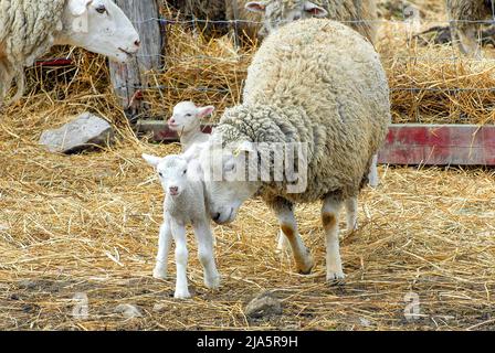 Mère mouton nuzzle son bébé agneau Banque D'Images