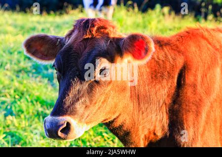 Portrait en gros plan d'un jeune taureau brun sur un pâturage de l'agriculture cultivée de la famille dans la vallée de Bega en Australie. Banque D'Images