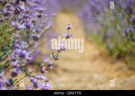 Cleveland Sage, Salvia clevelandii, belle espèce de sauge très aromatique, originaire de la Californie. Champ de belles fleurs rose-bleu Banque D'Images