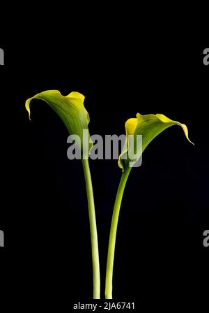 Une magnifique paire de fleurs de Calla Lily jaune, photographiées sur fond noir Uni Banque D'Images