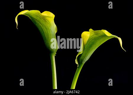 Une magnifique paire de fleurs de Calla Lily jaune, photographiées sur fond noir Uni Banque D'Images