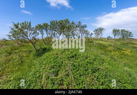 Arbres balayés par le vent et herbes hautes sur des dunes de sable protégées qui forment une grande partie de la côte de Fylde à St Anne's, Lancashire, Royaume-Uni Banque D'Images