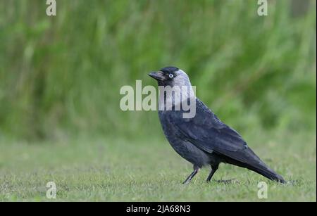 WESTERN Jackdaw, Coloeus monedula debout sur l'herbe verte Banque D'Images