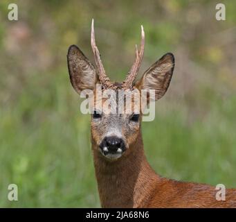 Portrait Roebuck, en regardant l'appareil photo Banque D'Images