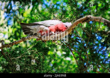 Une Galah australienne (Eolophus roseicapilla) sur un arbre à Sydney, Nouvelle-Galles du Sud, Australie (photo de Tara Chand Malhotra) Banque D'Images