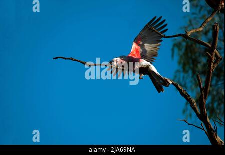 Une Galah australienne (Eolophus roseicapilla) sur un arbre à Sydney, Nouvelle-Galles du Sud, Australie (photo de Tara Chand Malhotra) Banque D'Images