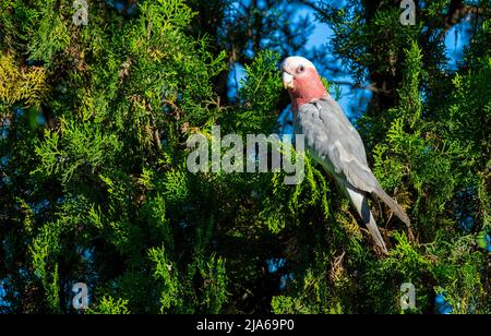 Une Galah australienne (Eolophus roseicapilla) sur un arbre à Sydney, Nouvelle-Galles du Sud, Australie (photo de Tara Chand Malhotra) Banque D'Images