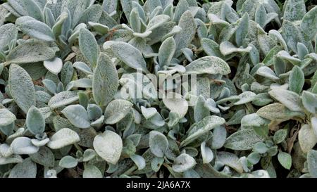 Belle plante de couverture Stachys byzantina également connu sous le nom d'oreille d'agneaux, Hedgenettle de Woolly etc fond vert naturel. Banque D'Images