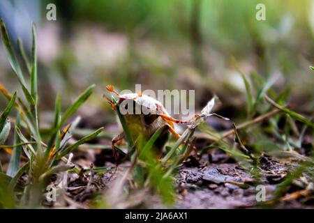 Bug rampant dans le champ de blé Banque D'Images