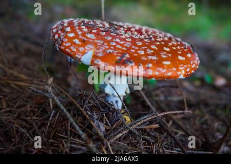 Mouche amanita champignon dans la forêt Banque D'Images