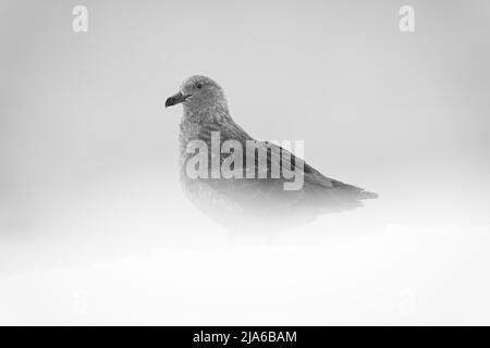 Un skua marron est debout dans le profil, en regardant vers la caméra. Il a un plumage brun tacheté et un bec noir, et ses pieds sont cachés par le flou Banque D'Images