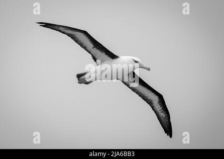 Un albatros brun noir glisse de gauche à droite dans un ciel bleu clair. Il a un corps blanc, un bec orange et des ailes noires et blanches, qui sont en position Banque D'Images