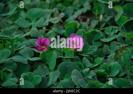 Oxalis purpurea sur une pelouse à Porto Banque D'Images