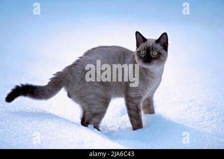 Chocolat point Siamese Kitten debout dans la neige, ludique, regardant. Banque D'Images